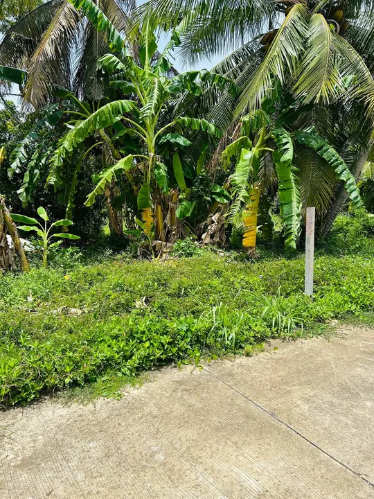 Land for sale in Na Jomtien