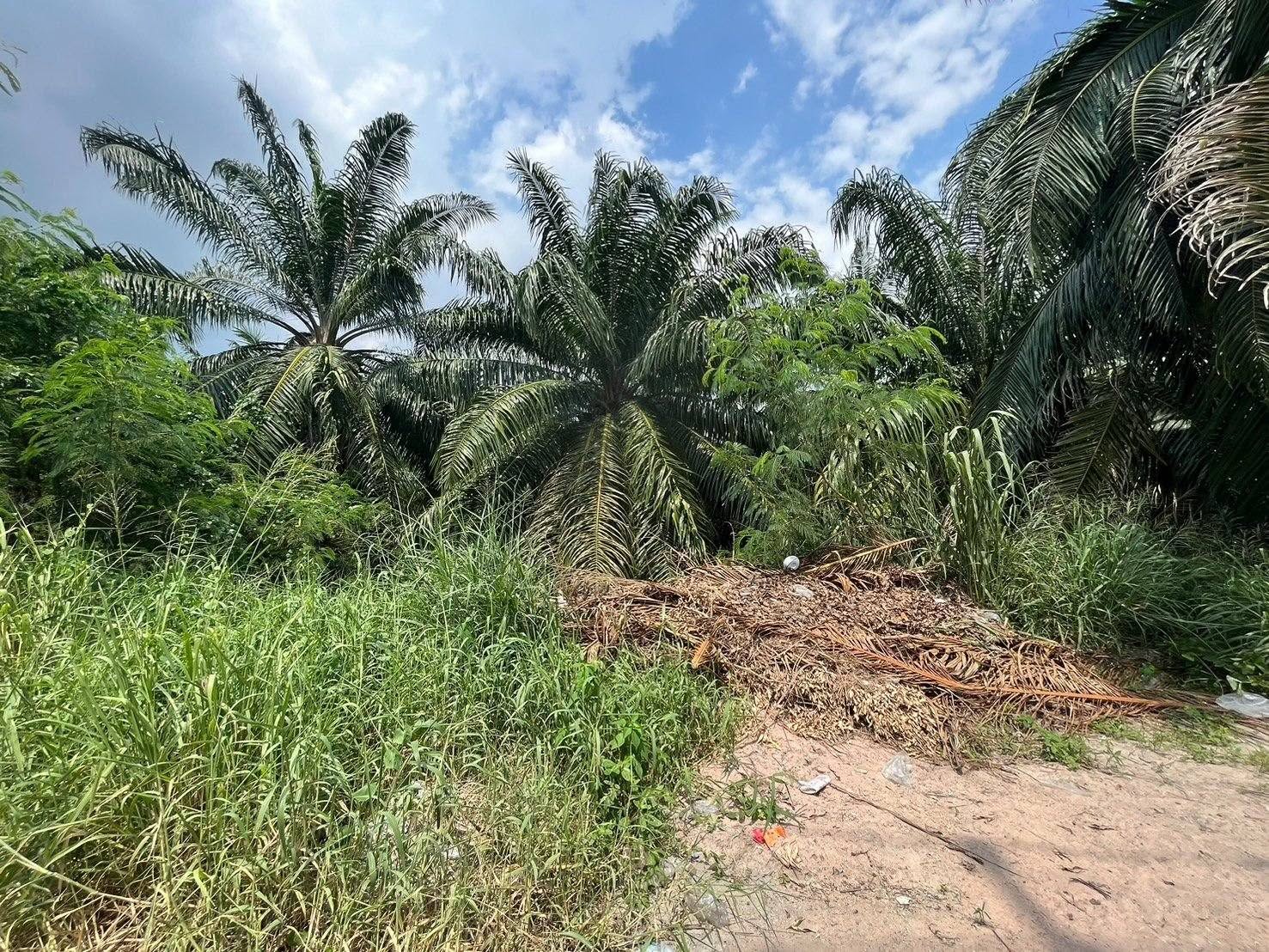 Land for sale in บ้านบึง, ชลบุรี
