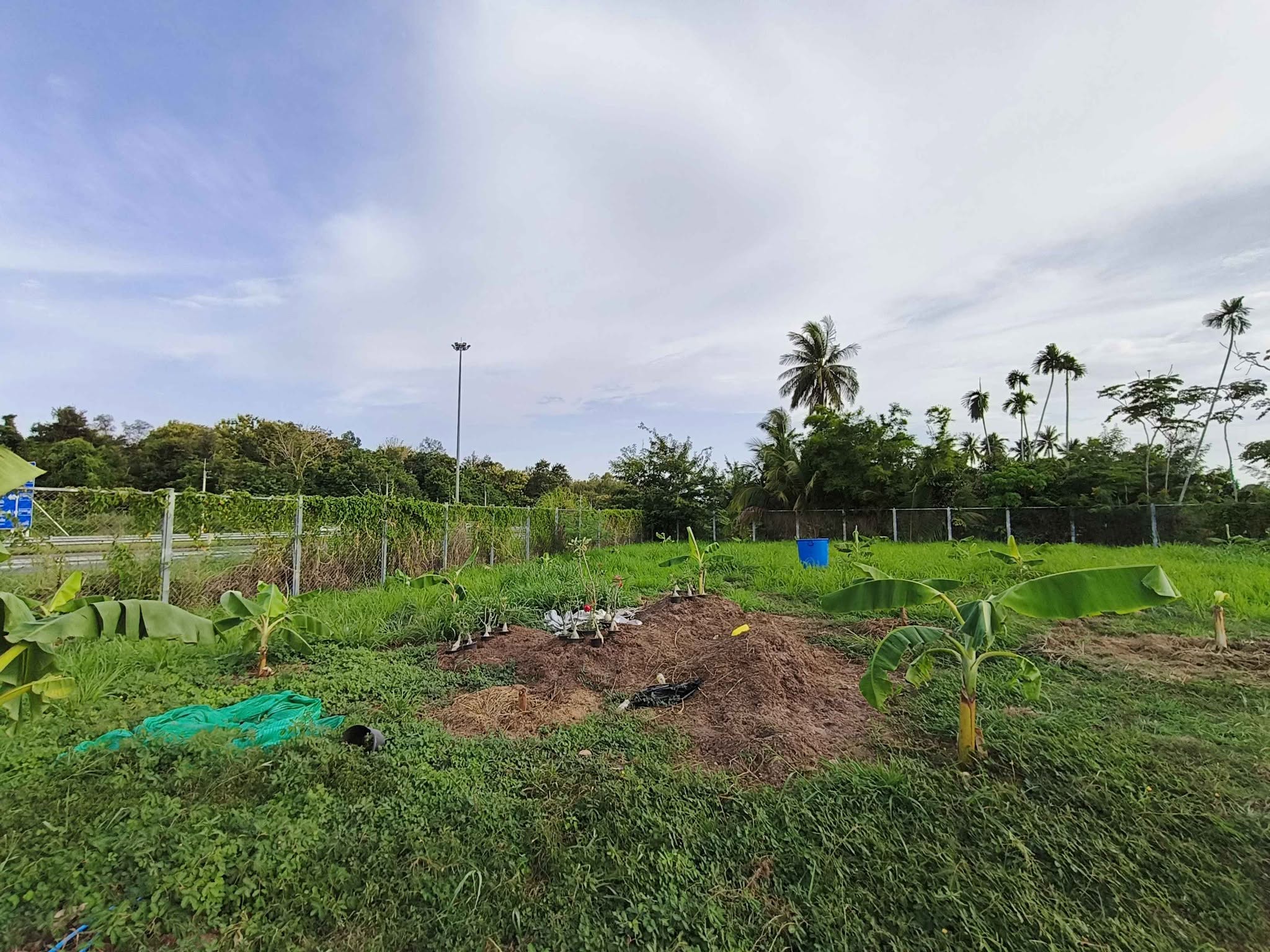 Land for sale in Nong Prue