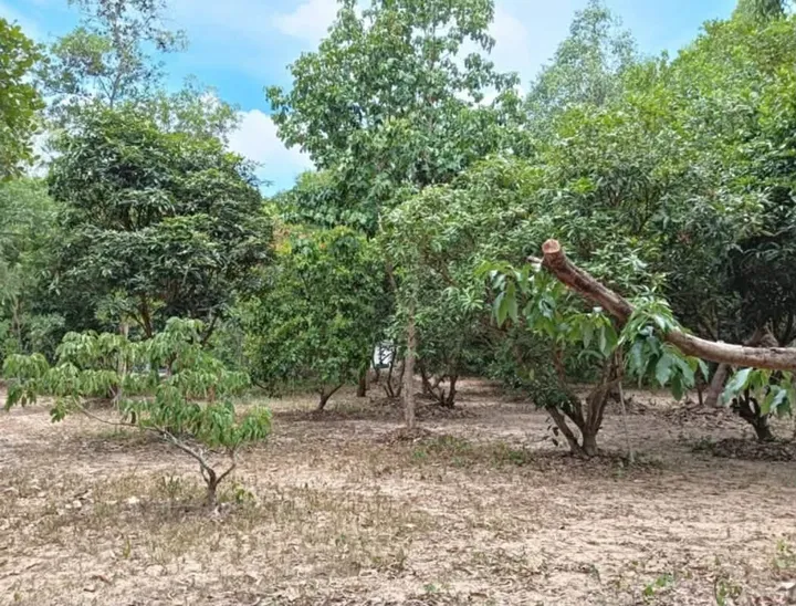 Land for sale in Pong